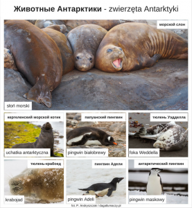 zwierzęta po rosyjsku Antarktyka